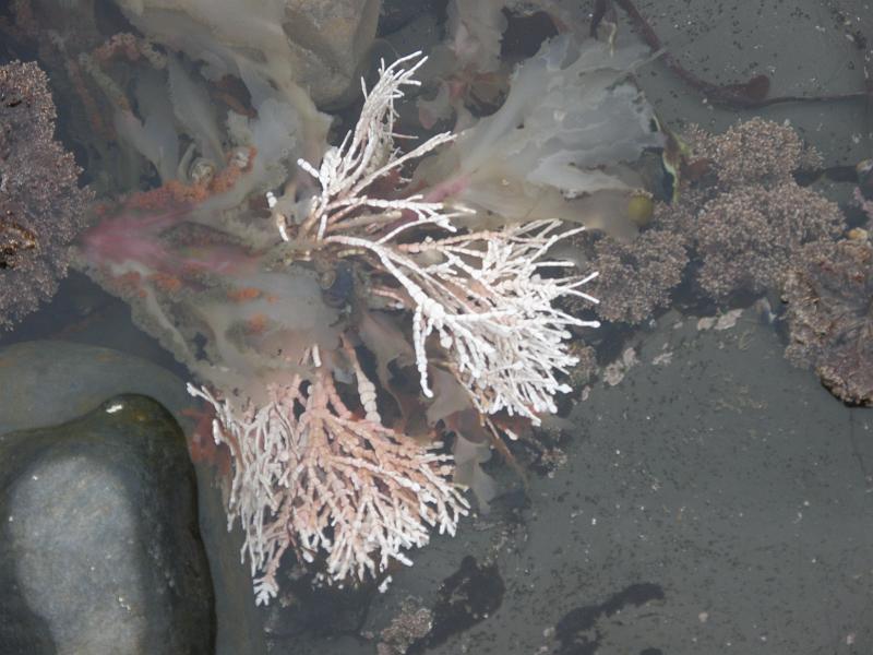 P6182049 Fitzgerald Reserve.JPG